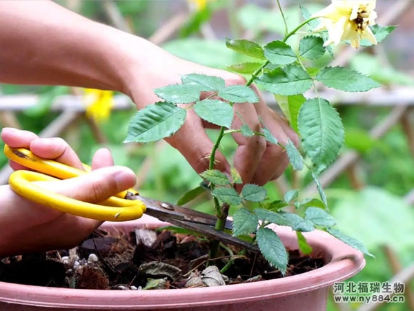 玫瑰應(yīng)該施用什么肥料？何時(shí)以及如何給玫瑰施肥？