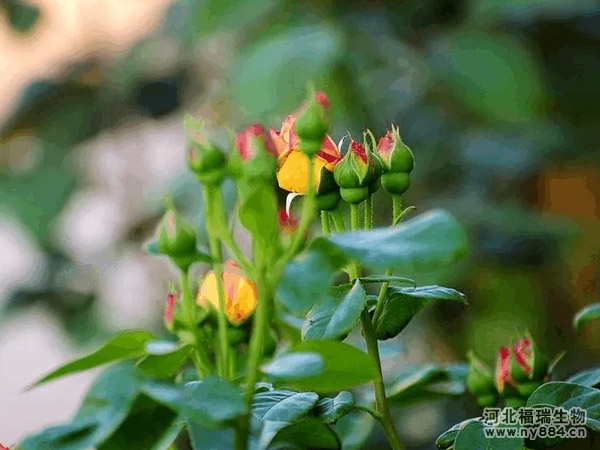 各種花卉家庭種植施肥技巧