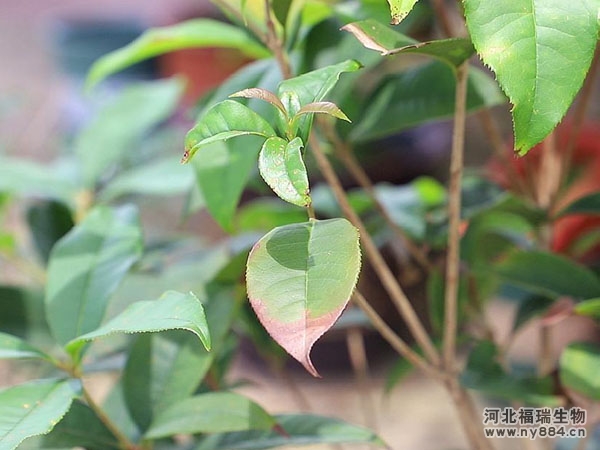 有機(jī)肥在桂花種植上的使用，盆栽桂花怎么施肥才正確