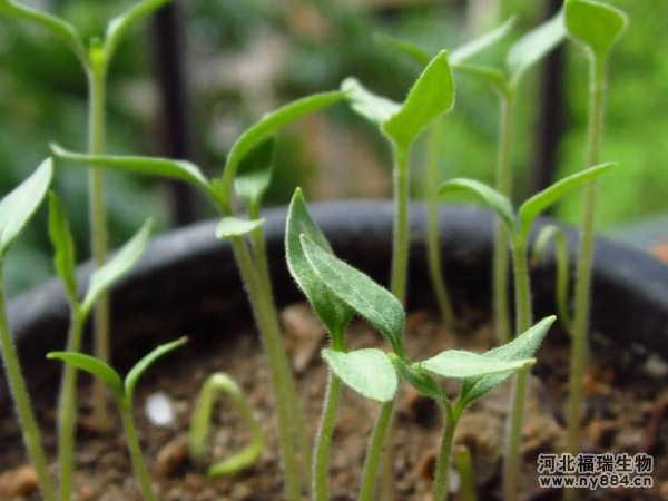 有機(jī)肥在小番茄種植上的使用，盆栽小番茄怎么施肥才正確