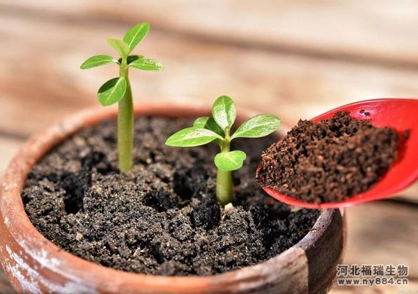 都說生物菌肥好，怎么施用生物菌肥才正確？