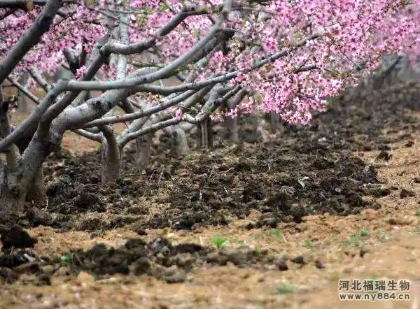 如何在桃樹上施用生物有機(jī)肥？