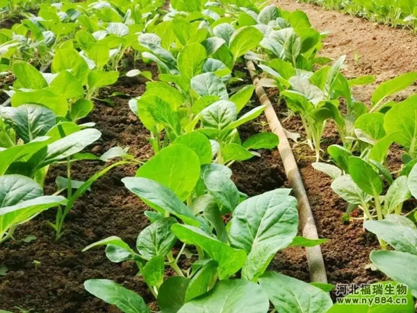 防根腐生物有機肥使用效果