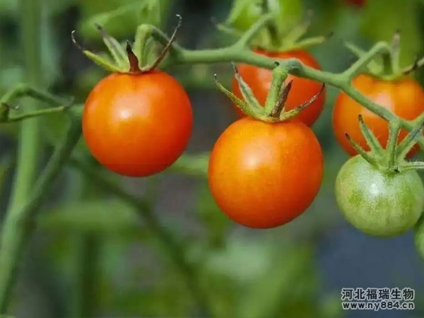 生物菌肥和微生物菌劑是一個東西嗎，有哪些區(qū)別？