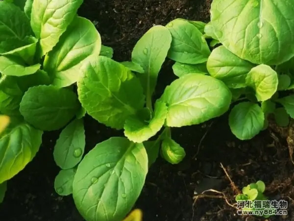 不同種類的生物有機(jī)肥料作用一樣嗎？