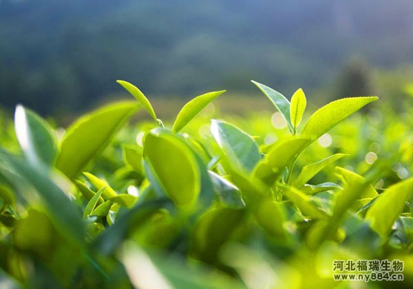 茶樹施用有機肥和化肥哪個好？茶樹施用有機肥又有哪些好處？