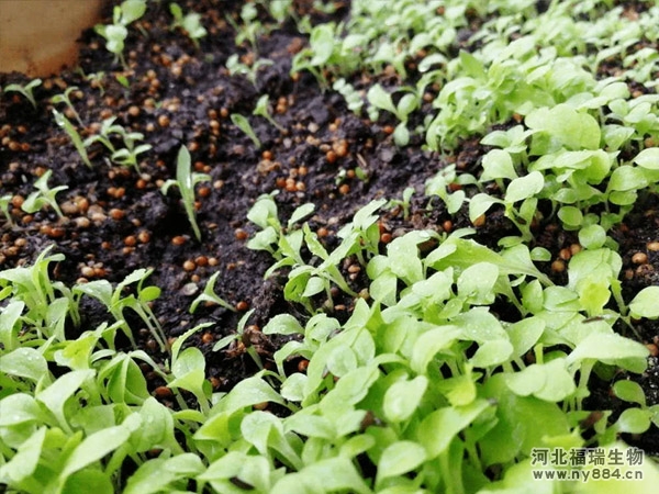 微生物菌肥如何使用才正確，可以確保施用效果