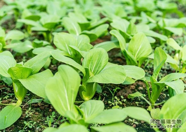 蔬菜種植中長期施用有機(jī)肥的六大好處