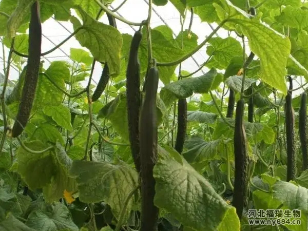 施用生物有機(jī)肥料有哪些作用？