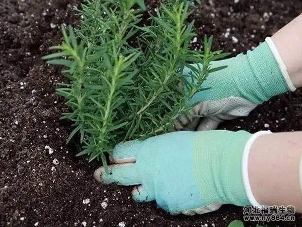 有機肥的作用有哪些，怎么施用才正確？