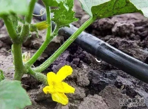 施用生物有機肥料有哪些作用？