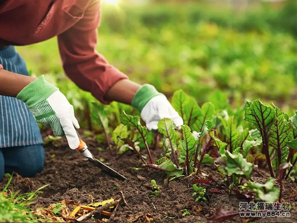 有機肥、無機肥、生物菌肥這三種肥料哪個好，有哪些優(yōu)缺點？