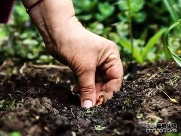 微生物有機肥有哪些作用，在土壤中扮演著什么角色？