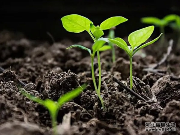 生物菌肥施用后在土壤中起著什么作用？