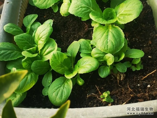 微生物有機肥加工的幾個優(yōu)勢，以及加工微生物有機肥的好處是什么