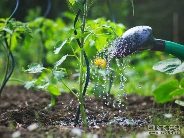 在家就可以自己制作有機肥料的幾種簡單方法