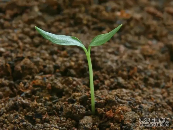 有機(jī)肥和生物菌肥有哪些區(qū)別？