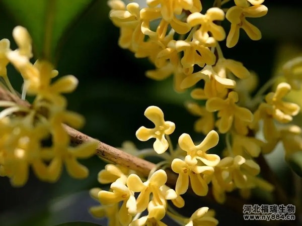 有機(jī)肥在桂花樹種植上的使用，桂花樹怎么施肥才正確