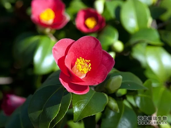 有機(jī)肥在山茶花種植上的使用，山茶花怎么施肥才正確