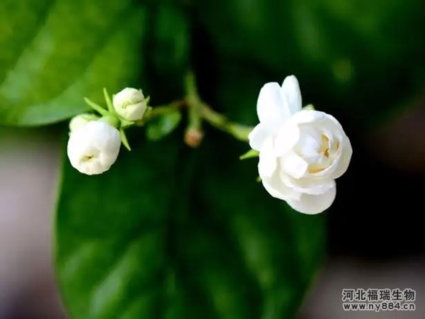 有機(jī)肥在茉莉花種植上的使用，茉莉花怎么追施有機(jī)肥葉面肥才正確