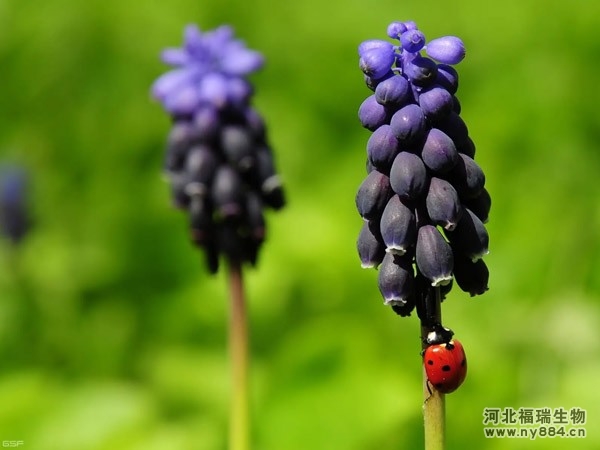 有機(jī)肥在風(fēng)信子花種植上的使用，風(fēng)信子怎么施肥才正確