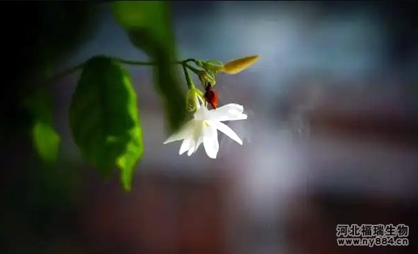 有機(jī)肥在盆栽茉莉花上的使用，盆栽茉莉花怎么施肥才正確