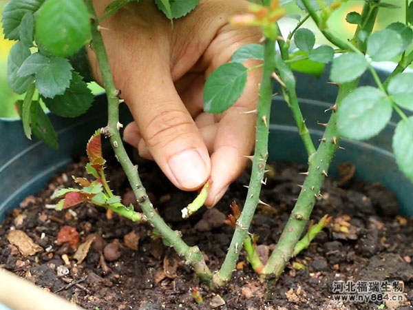 有機(jī)肥在月季花樹種植上的使用，月季花怎么施肥才正確