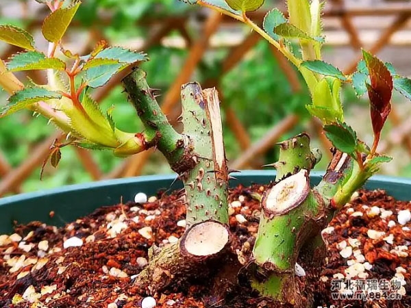 有機(jī)肥在月季花樹種植上的使用，月季花怎么施肥才正確