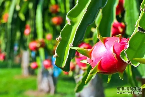 生物有機(jī)肥在火龍果樹種植上的使用，火龍果園怎么施肥才正確