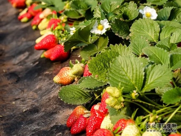 有機肥在草莓種植上的使用，草莓怎么施肥和澆水才正確