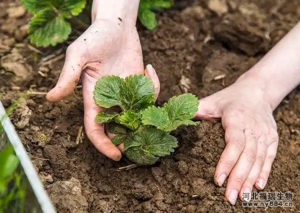 有機肥在草莓種植上的使用，草莓怎么施肥和澆水才正確