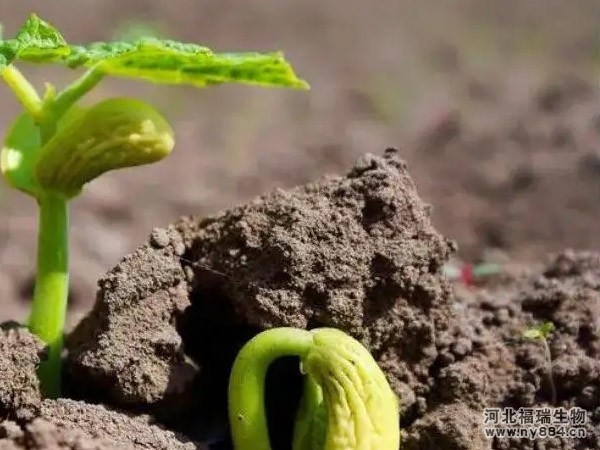 生物有機肥是什么，使用后有哪些作用和注意事項 