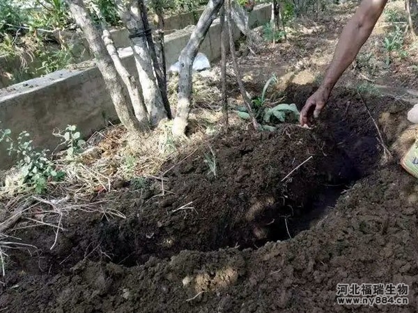 微生物肥料在果樹上的應(yīng)用效果怎么樣？