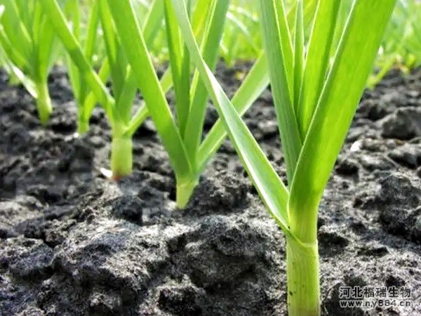 微生物菌肥在大蒜種植上的使用，怎么施肥才正確？