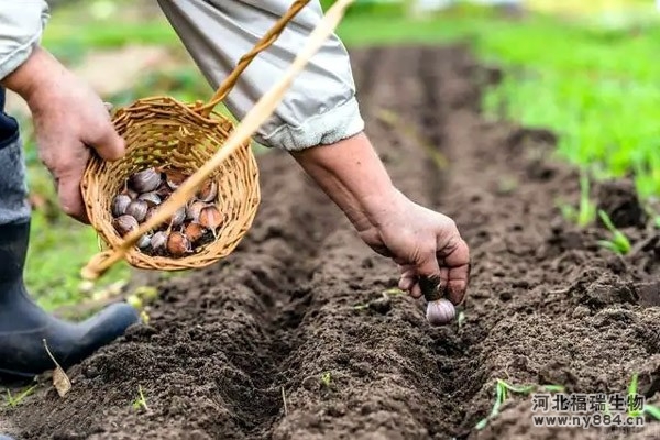 微生物菌肥在大蒜種植上的使用，怎么施肥才正確？