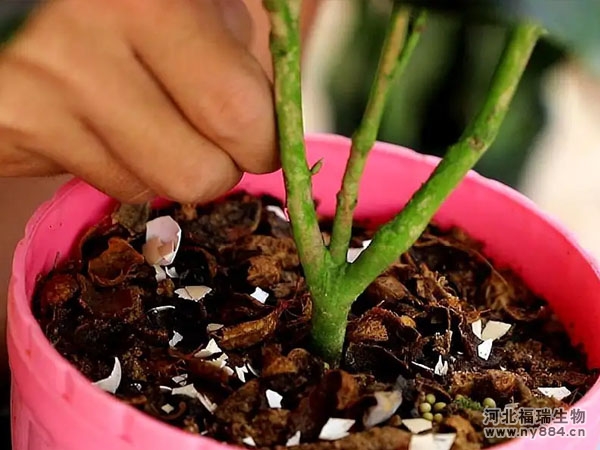 有機(jī)肥在花卉種植上的使用，如何給花卉施肥